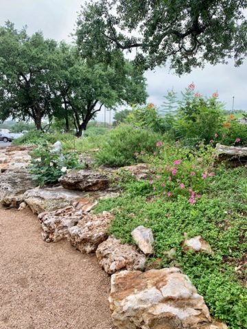 Garden Ridge (TX) library garden photo of Pink Rock Rose, White Salvia with Pride of Barbados, including a rock-bordered pebble path in foreground