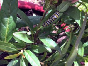 Monarch caterpillar on MilkWeed photo by CMG Donna M