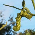 Green hornworm on a stem