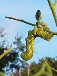 Green hornworm on a stem