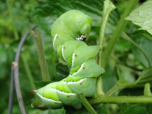 Green hornworm on tomato stem