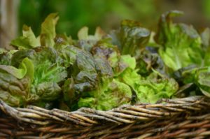 Harvested lettuce in a wicker basket