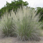 Big Muhly grass is a bunchgrass with feathery florescence that grow as tall as 6 feet.