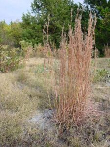 Little bluestem seeds are small and fuzzy, growing along alternately along the awns of the stems.