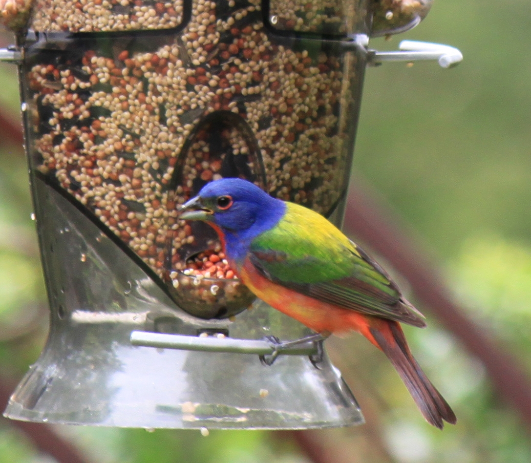 Male Painted Bunting, photo by CMG Betty K