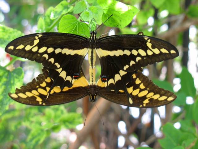 Giant Swallowtail Butterflies