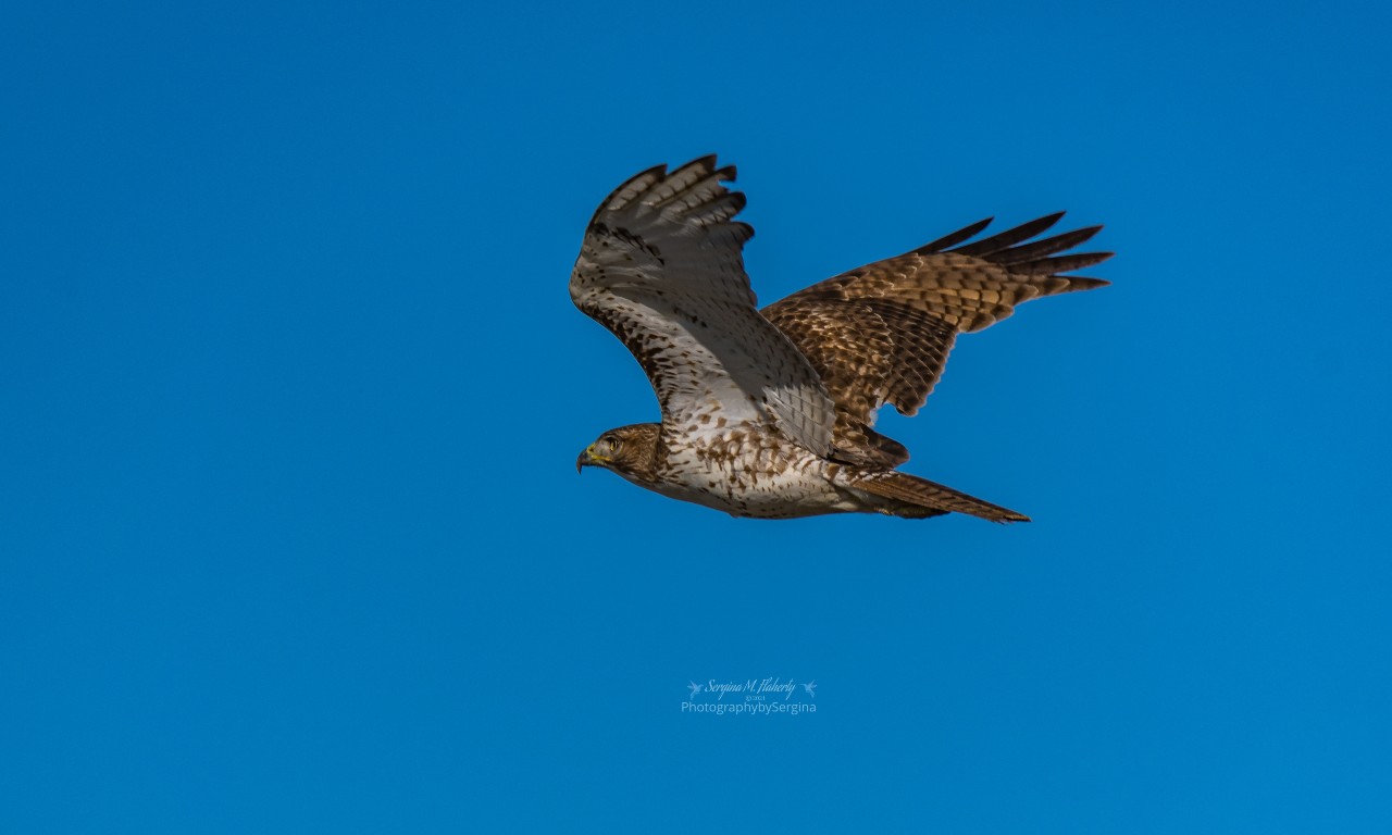Flying Red-tailedHawk by CMG Sergina Flaherty