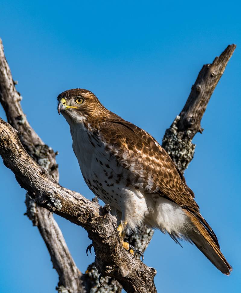 Perched Red-tailed Hawk by CMG Sergina Flaherty