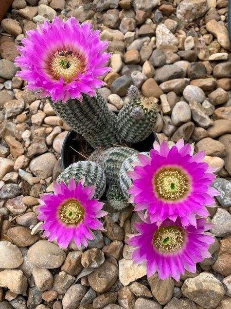 Lace Cactus in Bloom by CMG Wendy Mathews