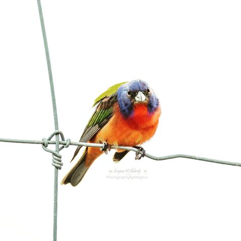 Male Painted Bunting, "Looking at YOU!" by CMG Sergina Flaherty
