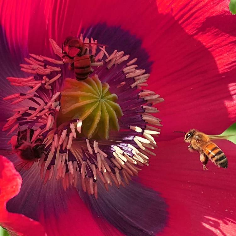 Poppy & Bees by Candida Ontiveros