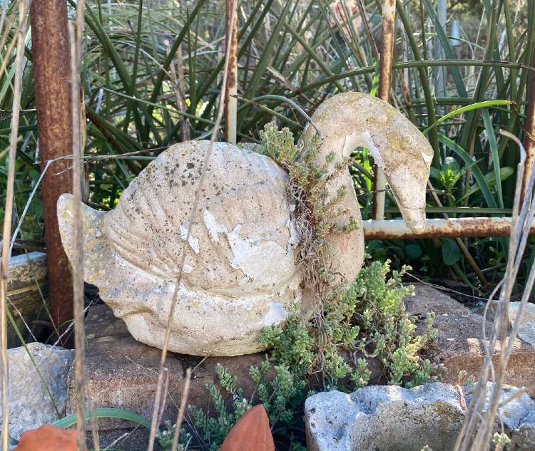 Swan planter in garden by CMG Mary Barr-Gilbert