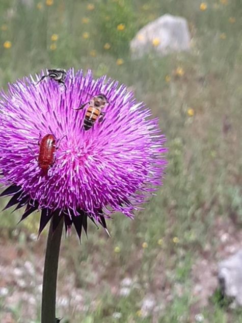 Bees on a thistle By CMG Mary Jaksik