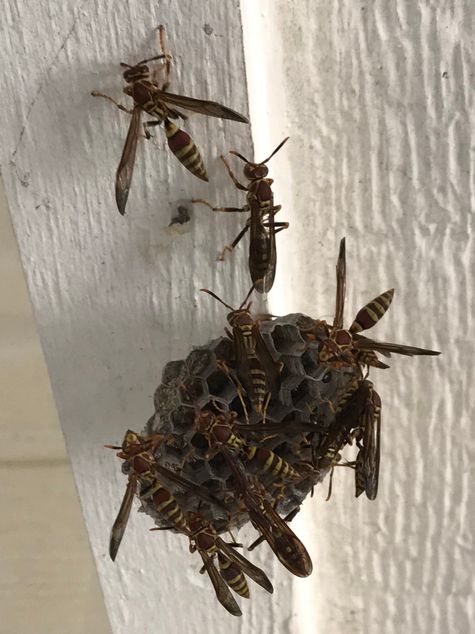Paper Wasps by CMG Marietta Diehl