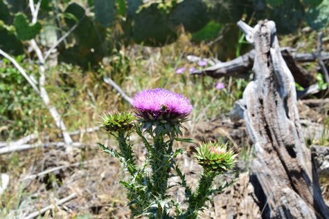 Texas Thistle by Michael Davis