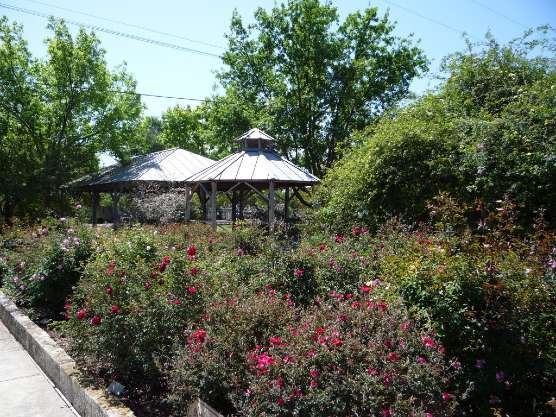 photo of Conservation Plaza Rose Garden with gazebo and pavilion in background