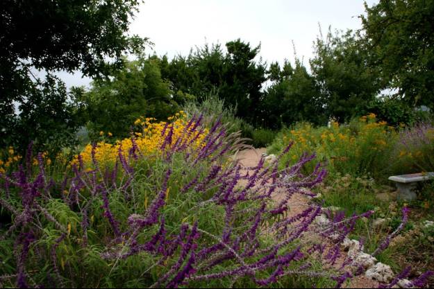 Mammen Family Public Library butterfly garden with Purple Mexican Sage in foreground and blooming Mexican Mint Marigold in the background. These border a granite path and a bench through the garden.