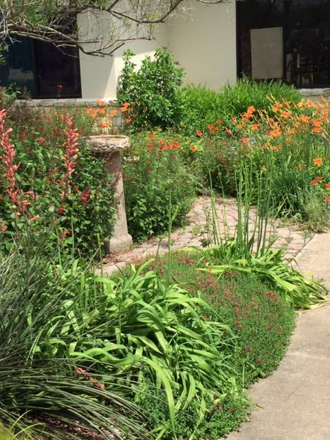 New Life Garden pathway to the facility and along the way a bird bath sits surrounded by orange Day lilies and Scarlet Sage, Salvia coccinea, skull cap and Red Yucca.
