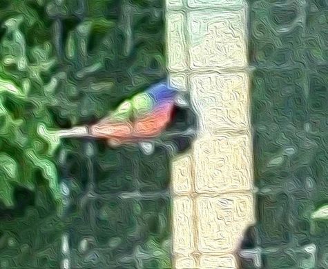 Painted Bunting Abstract by CMG Ada C