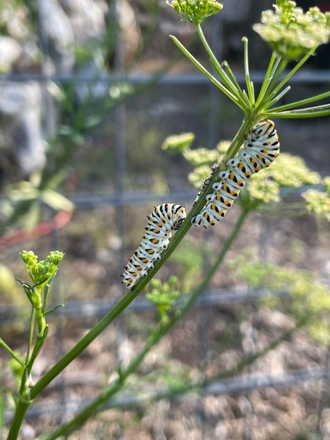 Parsley Worm (Black Swallowtail Butterfly Caterpillar) by CMG Cheryl Nance