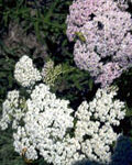 Yarrow with white and pink flowers