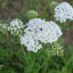 clusters of tiny white flowers with yellow centers mound together to make one flower head