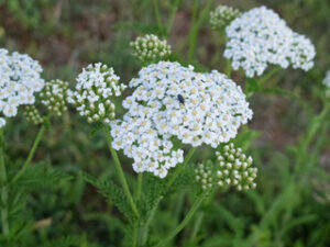 White yarrow plant