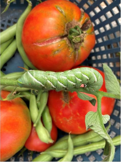 Tomato Hornworm by CMG Marietta Diehl