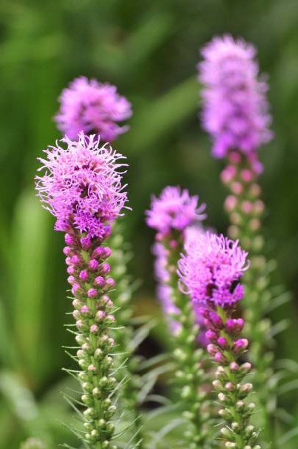 Focus on a Native – Blazing Star | Comal Master Gardener