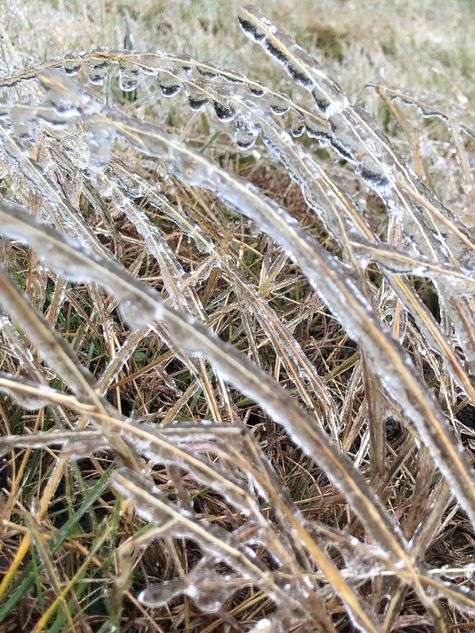 Ice Crystalized Grass by CMG Intern Mellissa Zipp