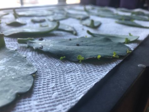 Succulent Cuttings Readying for Propagation by CMG Intern Mellissa Zipp