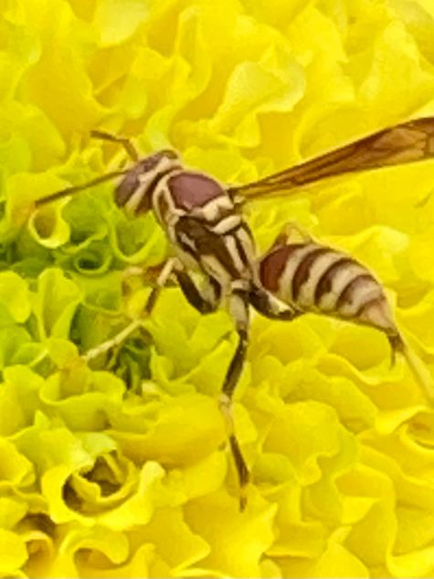 Guinea Paper Wasp on a Marigold by CMG Marietta