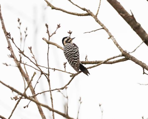 Female Ladder-backed Woodpecker by CMG Trainee Leah Carrosquilla