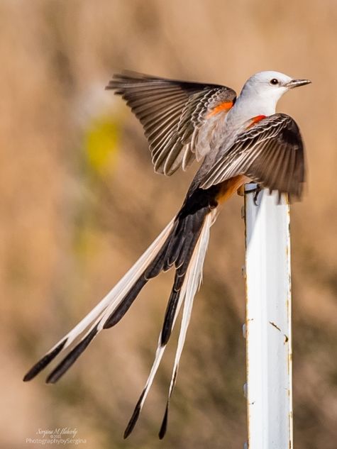 First Scissor-tailed Flycatcher of the season by CMG Sergina M Flaherty