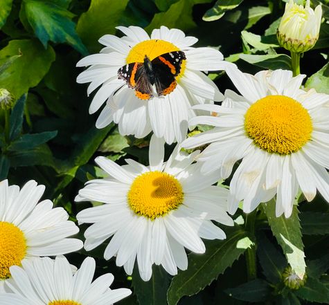 Red Admiral Butterfly on Daisies by CMG Trainee Leah Carrosquilla