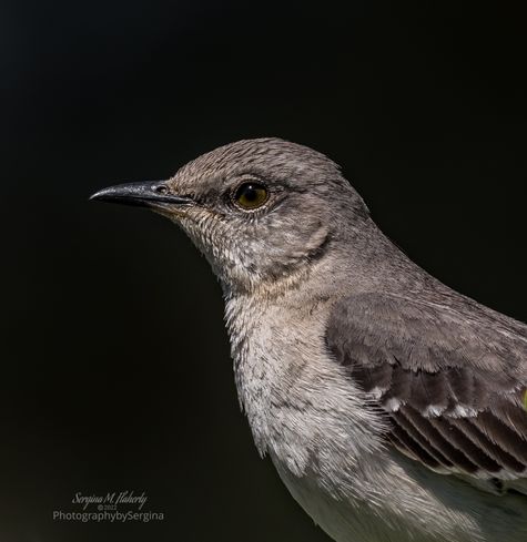 The Official Texas State bird, the Mockingbird by CMG Sergina M Flaherty