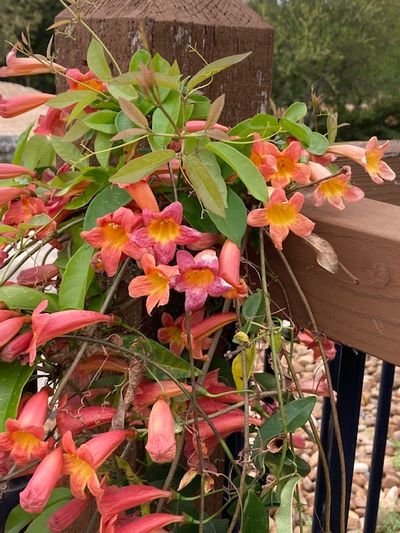 Flower Clusters