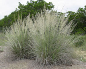 Big Muhly also called Lindheimer muhly