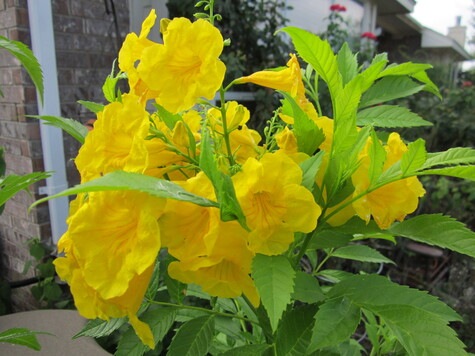 Gold Star Esperanza from gardeningknowhow.com