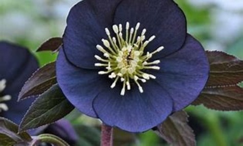 Black Diamond Lenten Rose from DenGarden.com