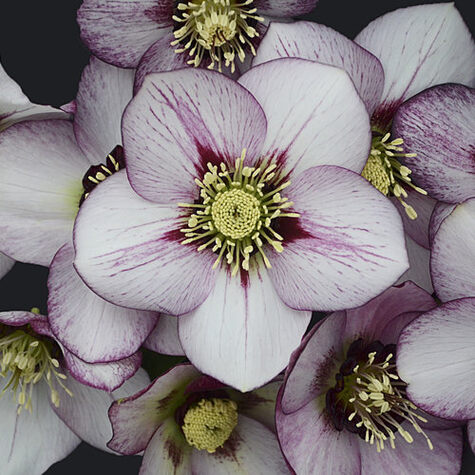 French Kiss Lenten Rose from ProvenWinners.com