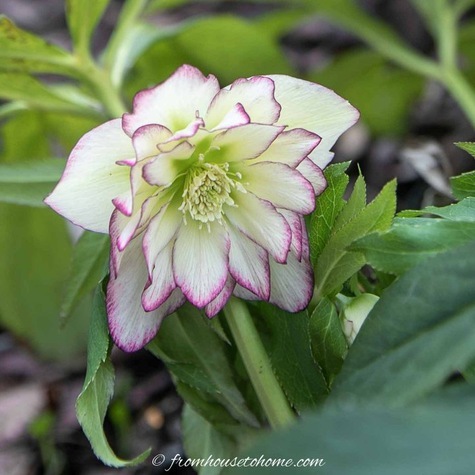 Helleborus Winter Jewels Rose Quartz from FarmHouseHome.com