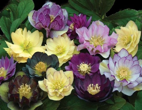 Lenten Roses from DenGarden.com