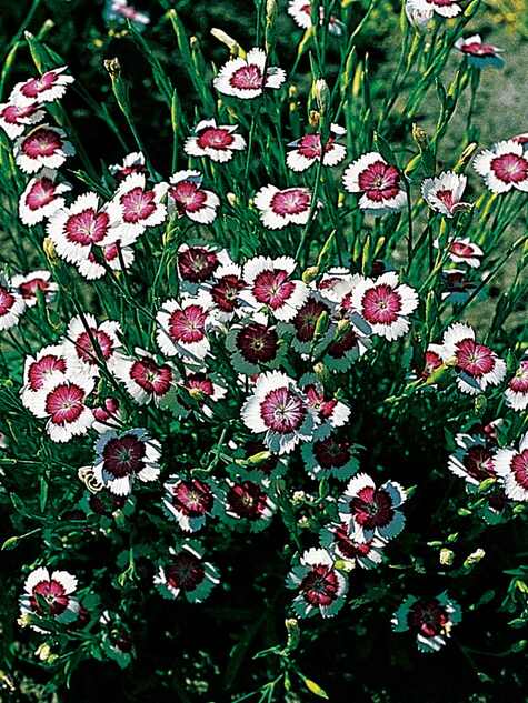 Dianthus Artic Fire from Burpee.com