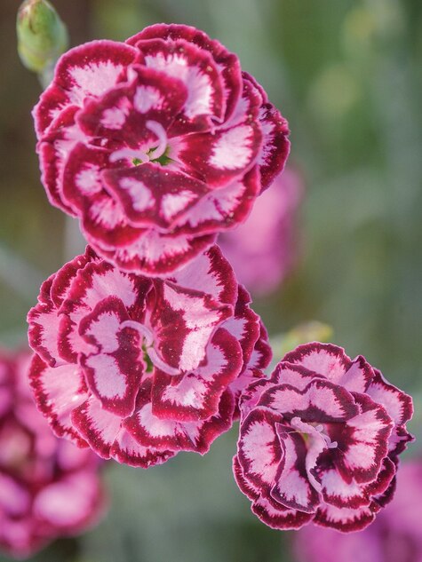 Dianthus Scent from Heaven Angel of Compassion from Burpee.com