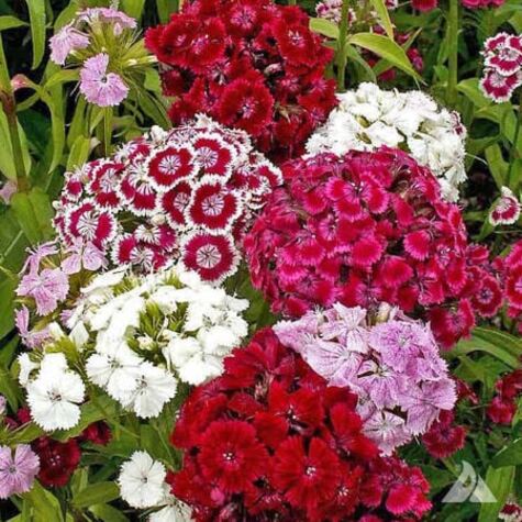 Dianthus Sweet William Pinks from UFSeeds.com