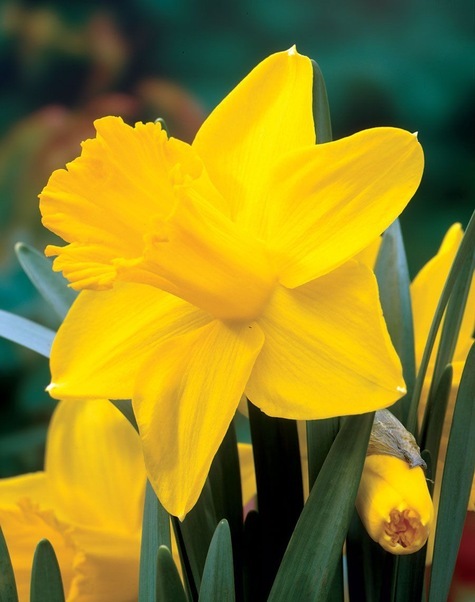 King Alfred Daffodil from Pinterest.com