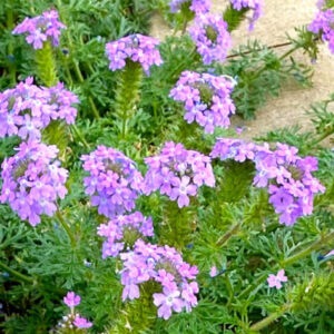 Prairie Verbena from NeilSperry.com