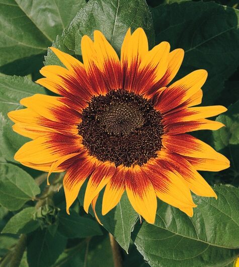 "Ring of Fire" Sunflower from benary.com