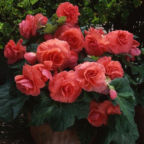 Ruffled Coral Salmon Begonia from PanAmericanSeed.com